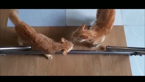 Cat_fight