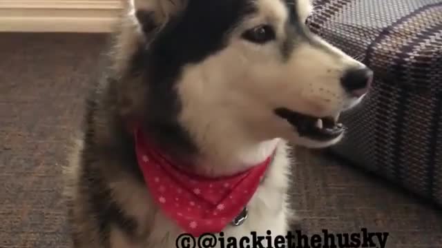 The lazy dog yawns.