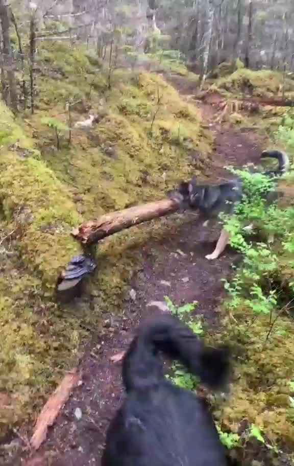 "I couldn't find the wand you were throwing, so here."