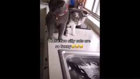 Two silly Cats are so Funny