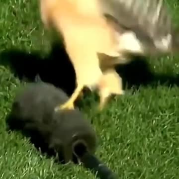 Cute cat videos Fanny Dog and Wild animals video