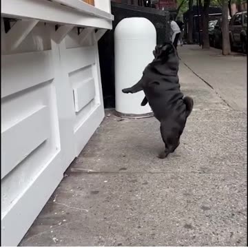 Funny Pug Orders Coffee in NYC!
