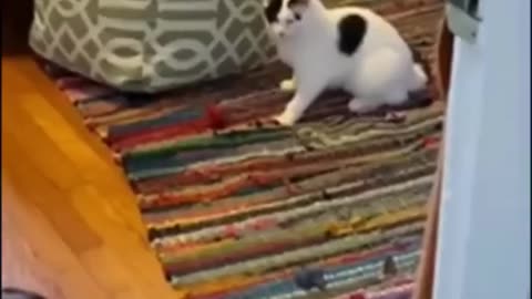 funny animal shorts cats video