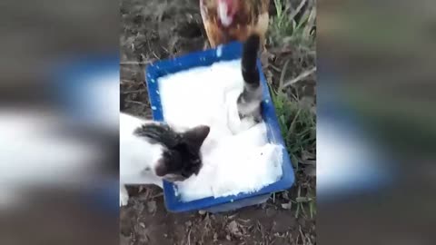 Best Funny Animal Videos 2023