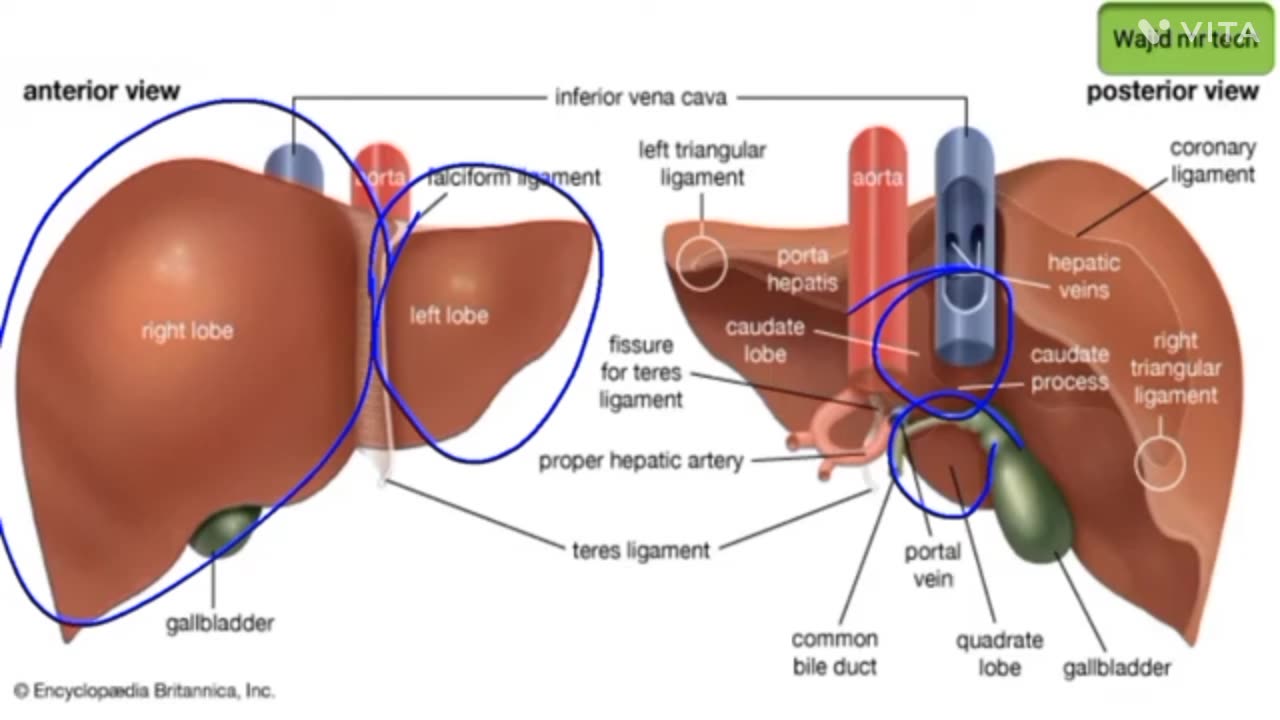 Liver function || human digestive system