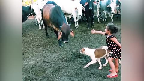 Animale Save Owner