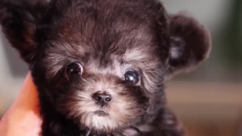 Silver poodle with a small and cute face :) #shorts