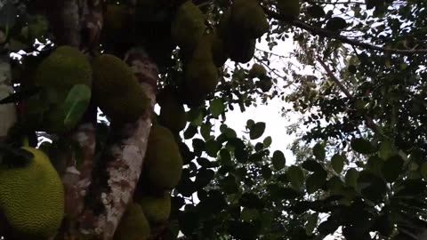 Jackfruit king