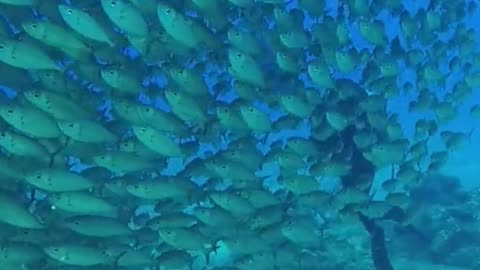 a giant flock of fish swallowed scuba divers