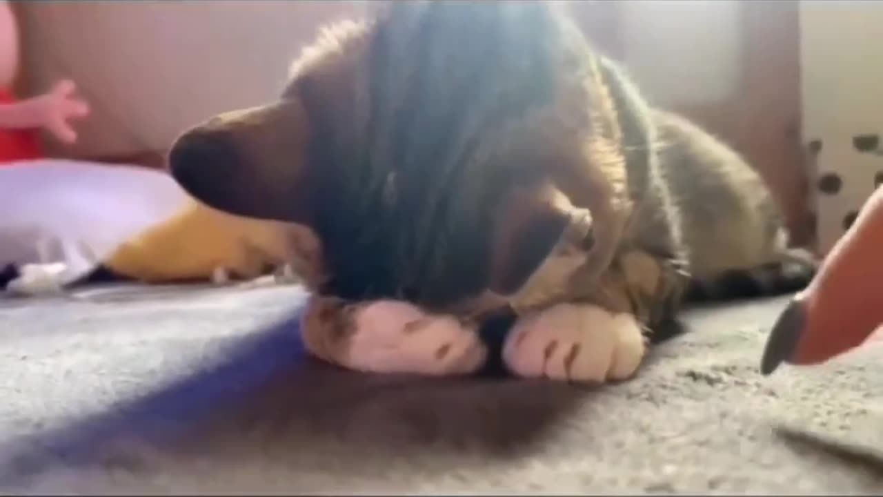 When your cat angry with you...