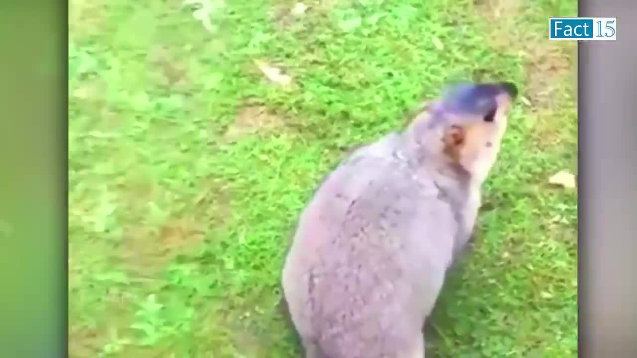 Funny Animals Video 2022 (Part-3)