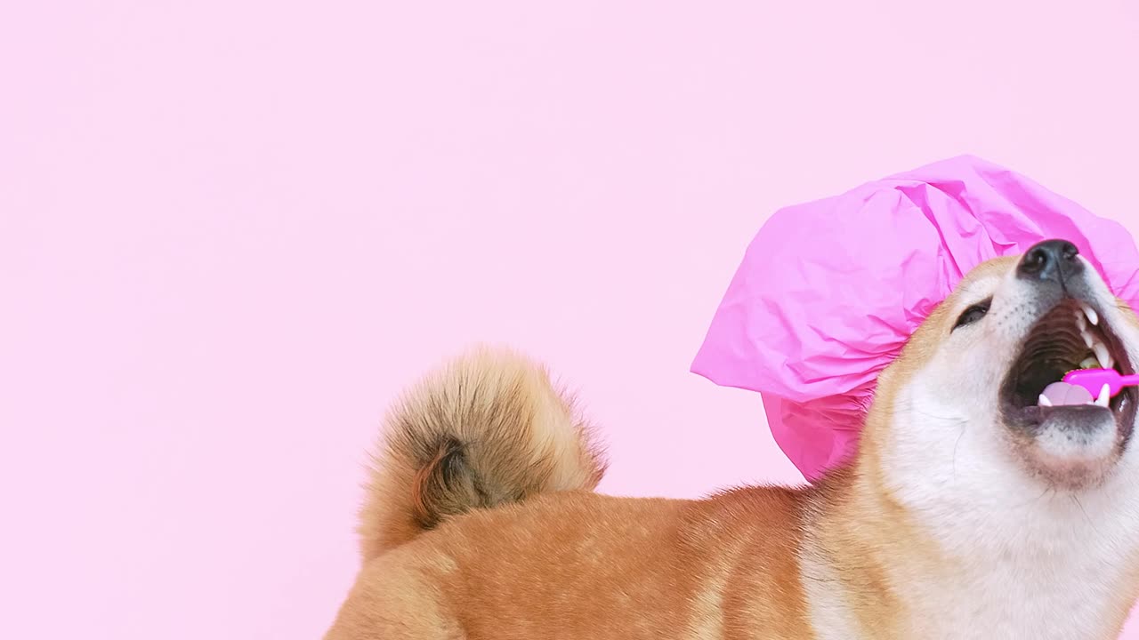 A clean dog