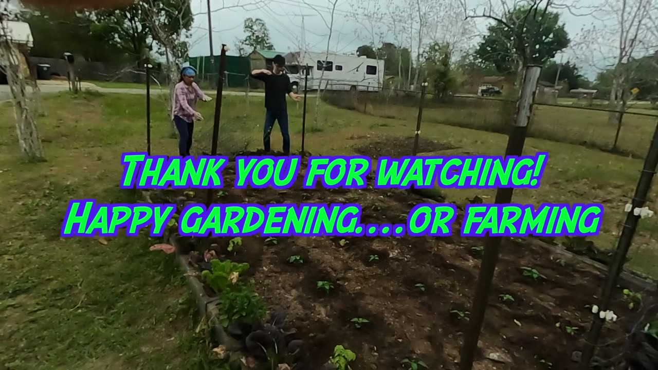 Planting peppers with my Filipino wife using plants she grew from a pepper she bought at WALMART