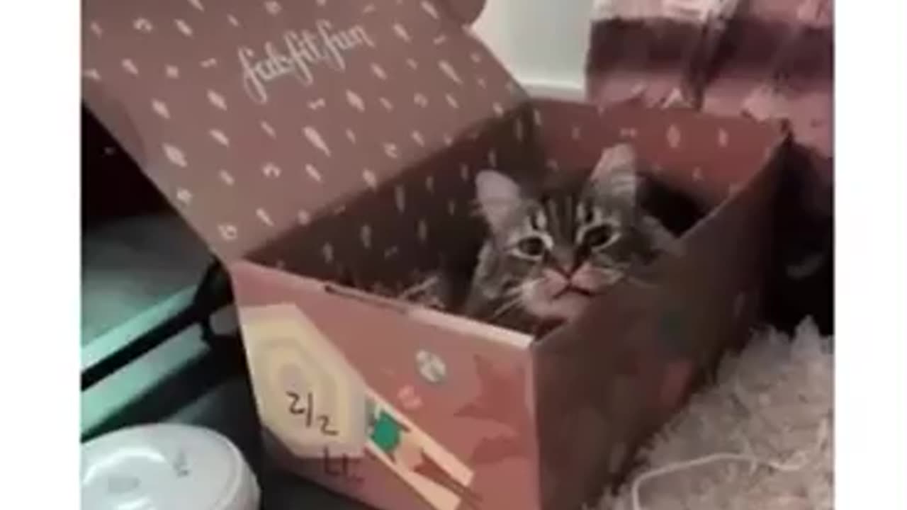 Very nice cat funny videos 2023