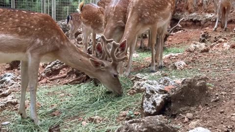 Deer gazelle herd