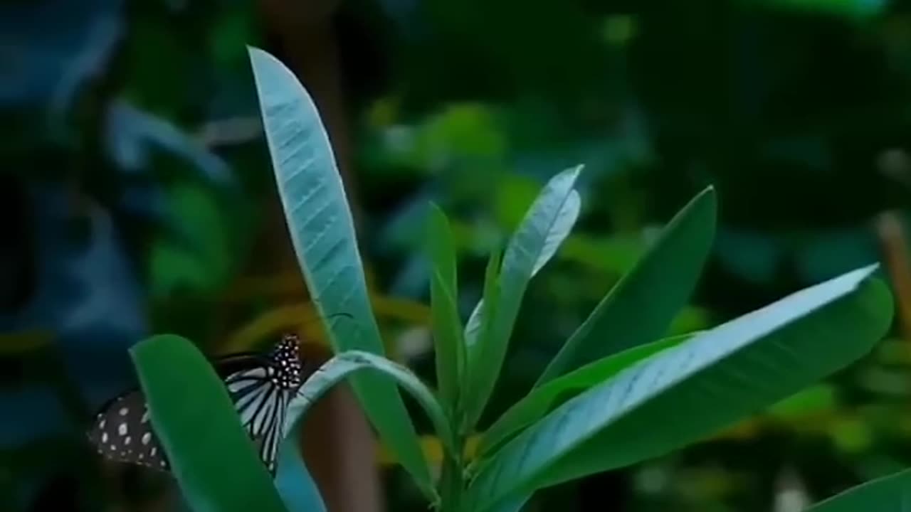 Butterflies are playing in nature