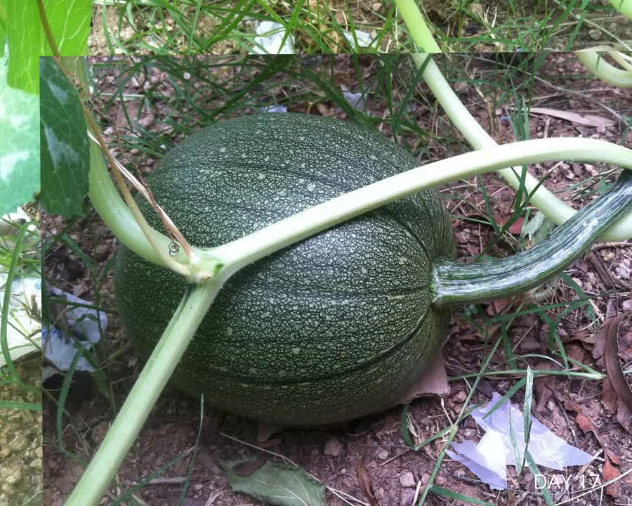 Jack O'Lantern Pumpkins Growing Time Lapse
