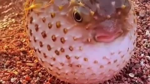 Giant fish caught in camera