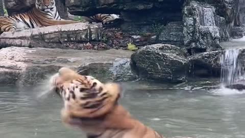 Tigress in the bath