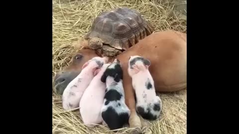 Cute baby animal