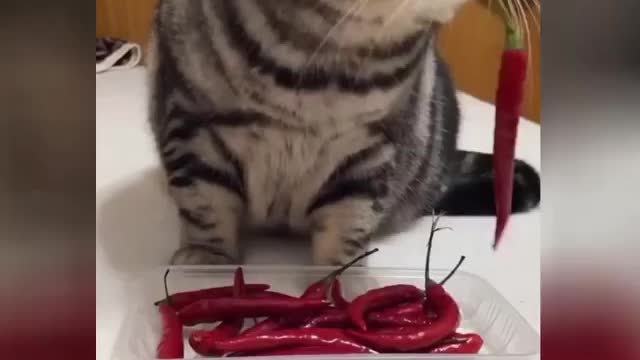 funny pets | funny video | funny animal videos | funny cat videos