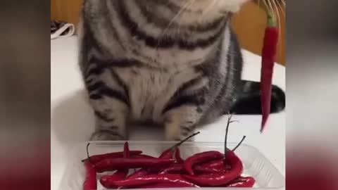 funny pets | funny video | funny animal videos | funny cat videos