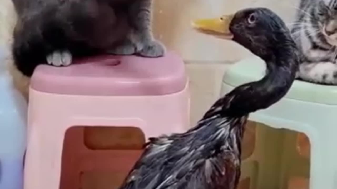 cat & duck Funny video