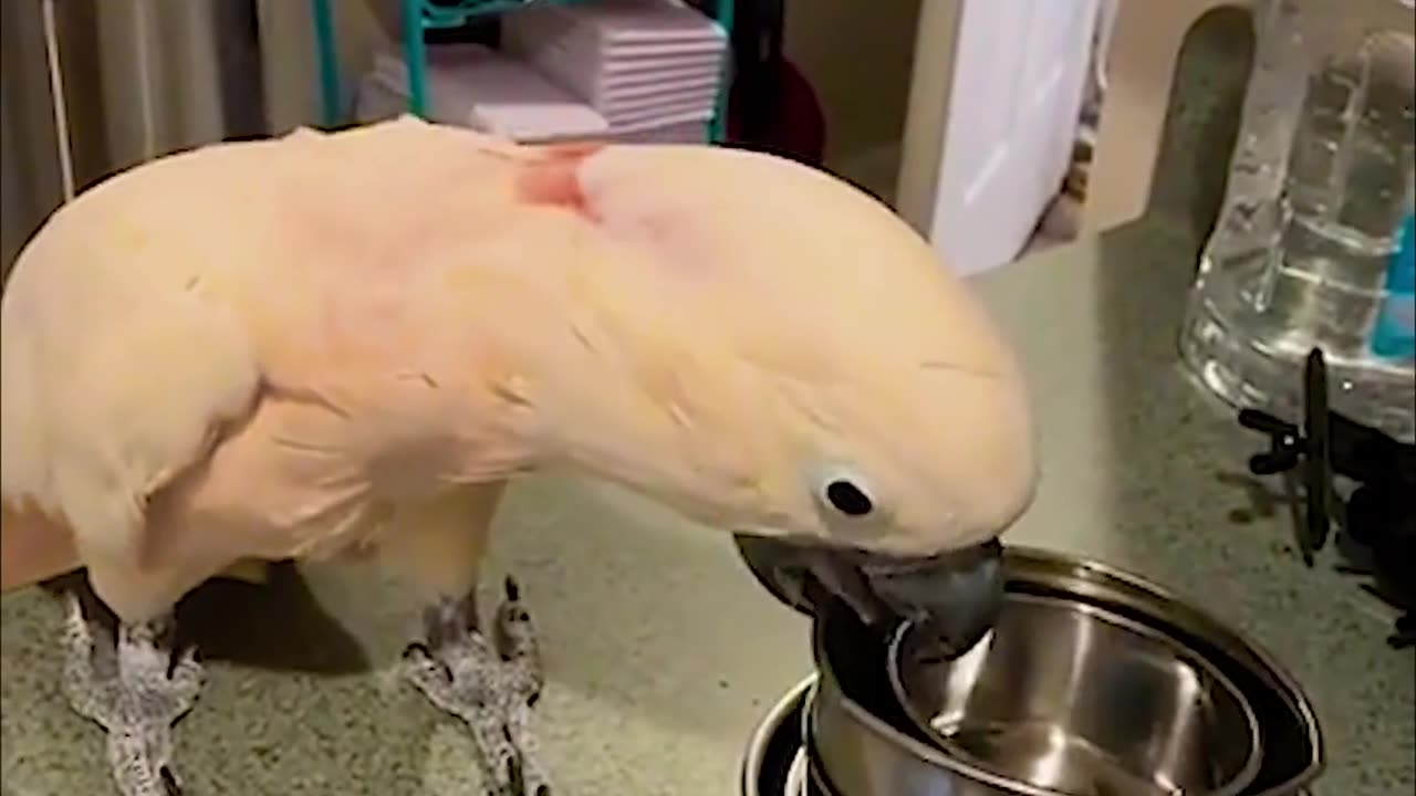 Funniest sights of cockatoos