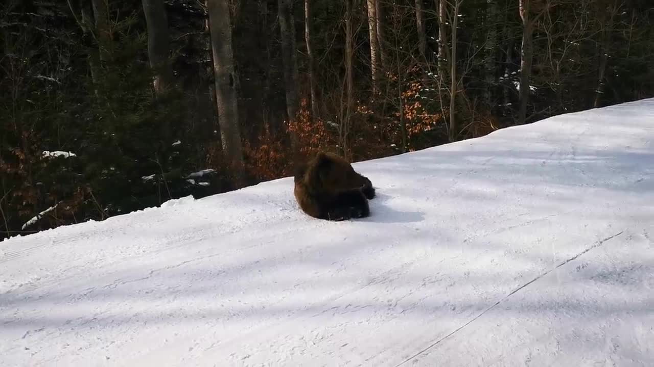 Skiing with the bear on the slope - 9 Martie 2021, Partia Cocosul Predeal Romania, by Mister Fox