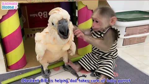 Smart BiBi baby parrots