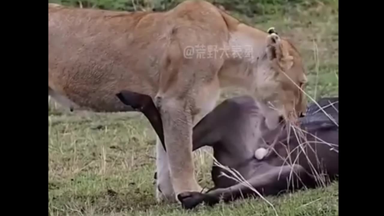 #Huntinganimal #animalwildlife #Animalkiller #Animalfood #Animall