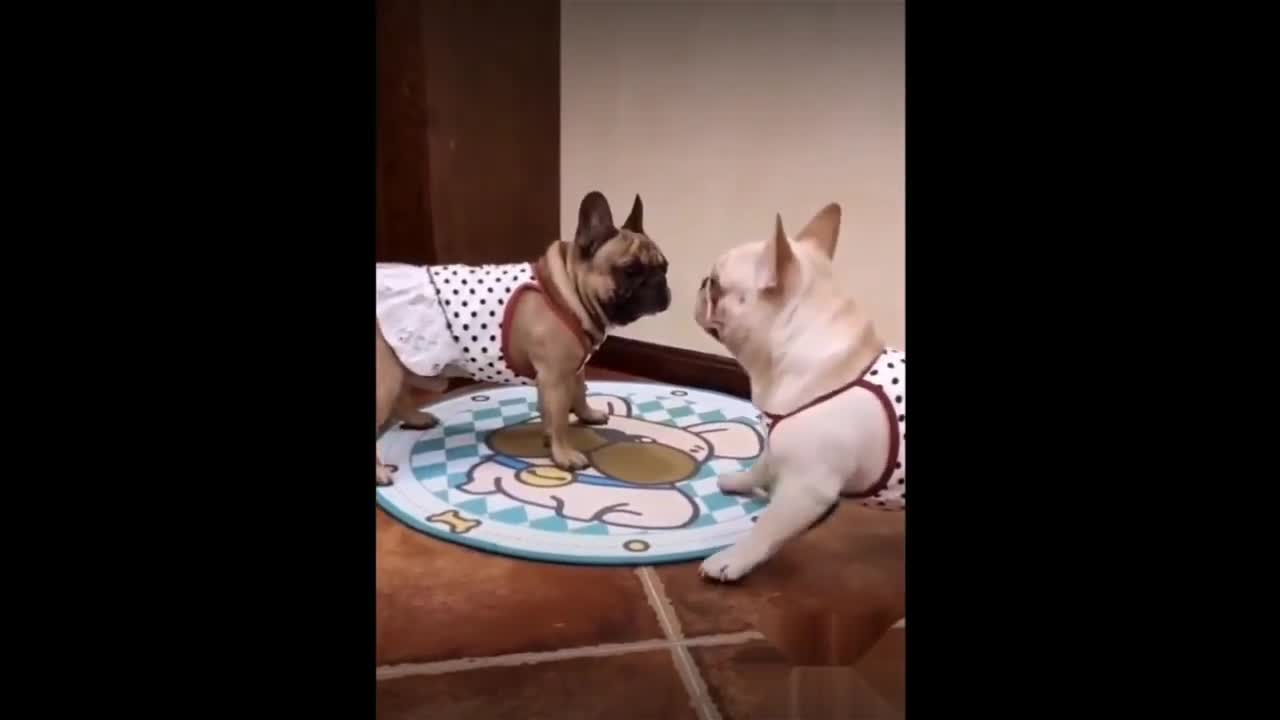 Funniest baby Animals -Funny Baby Dogs And Cats Videos