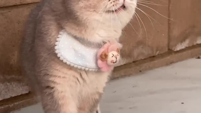 Did the cute kitten see anything amazing?