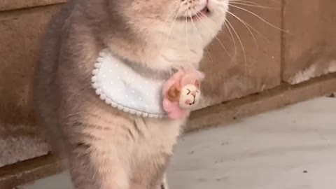 Did the cute kitten see anything amazing?