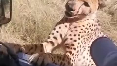 Cheetah stands beside the car door! 🐆🐆