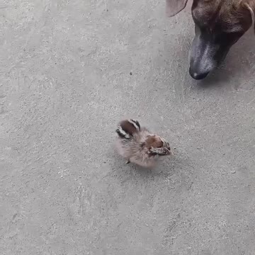 large and small, philippines?