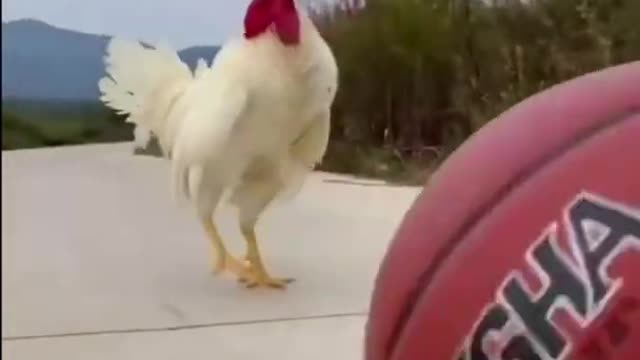 Chicken is Good at Playing Football