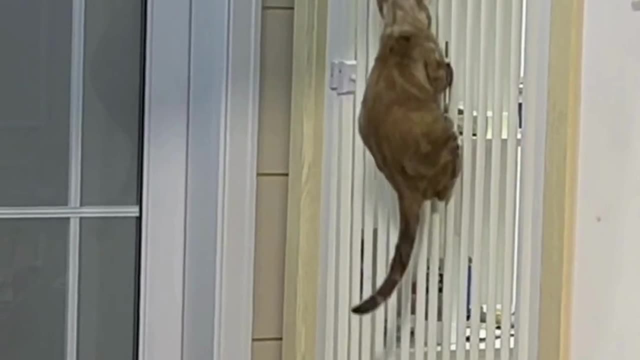 Cute chaos daily! πΎπ #cats #shorts #viral #pets #Reels