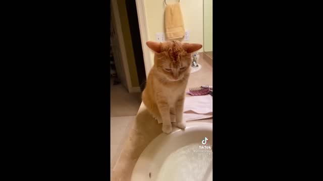 Funny cats | Animals