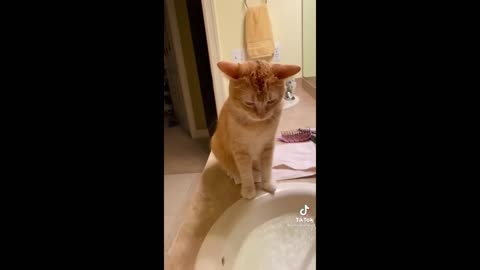 Funny cats | Animals