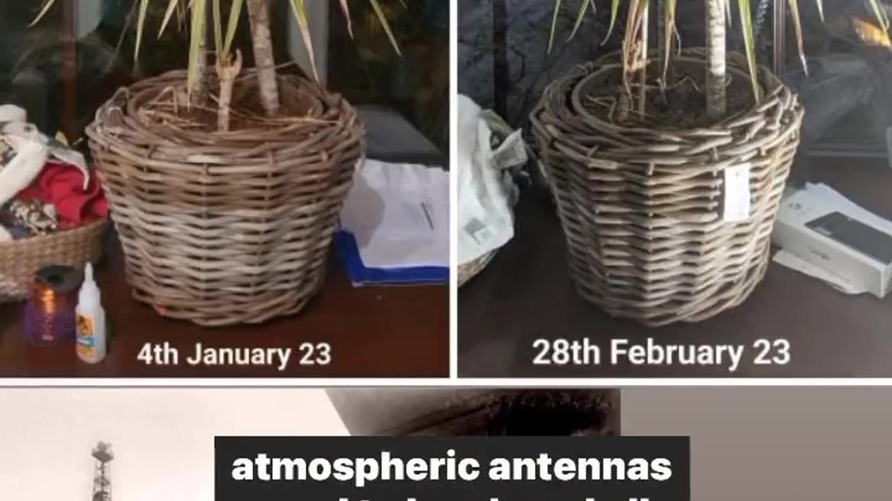 6 week before and after electroculture and how electroculture relates to the Eiffel Tower.