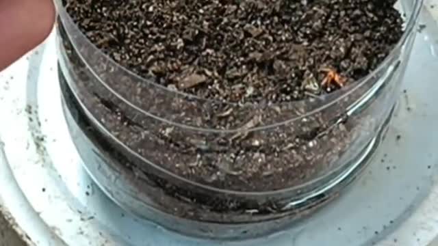 Viral Short-How to grow Ashoka flowers from leaves/leaf sticks