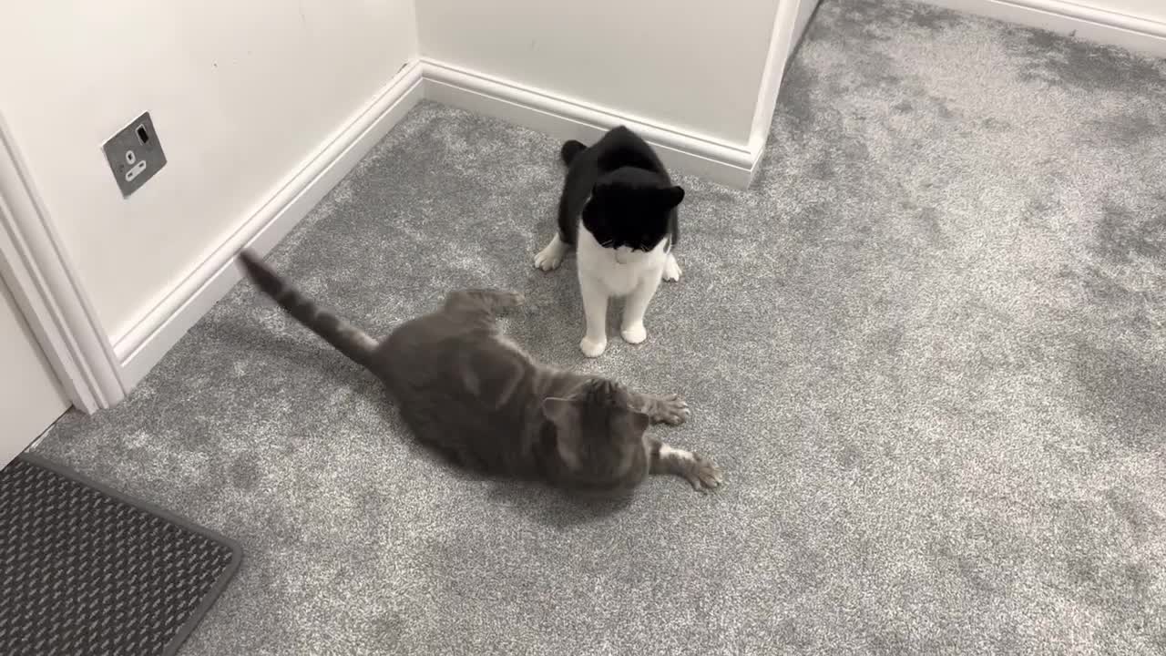 Cat Bullies Other Cat