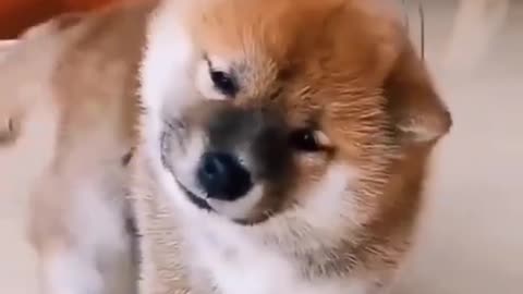 Funny Dog Video