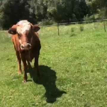 Cute and funny animals