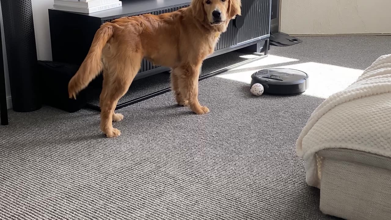 Robovac Plays Ball With Golden Retriever