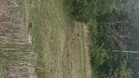 Twin Fawns Above Pond!