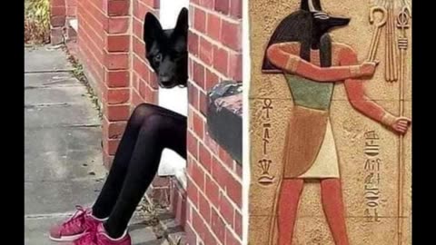 Random Memes 252
