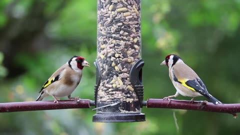 Golden Finch Eating Time , Beautiful Birds Video , wilddoc , stockskuk