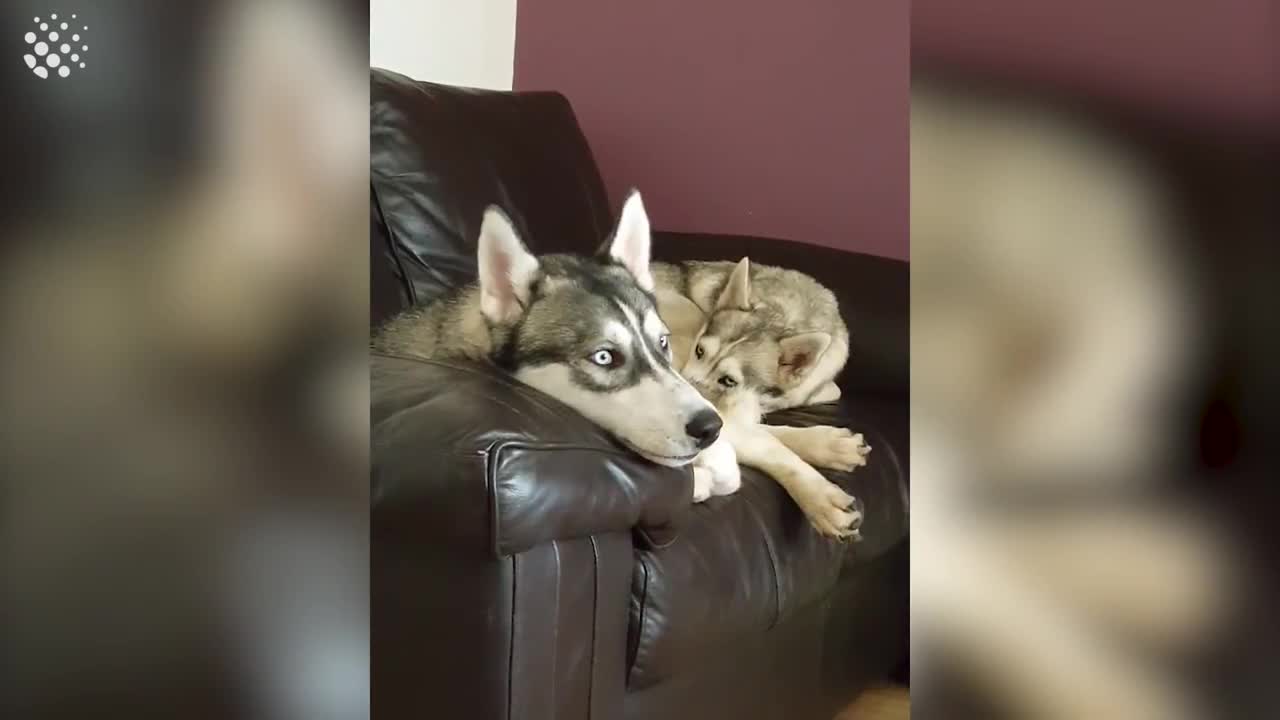 Hilarious Talking Huskies Compilation | Huskies are Awesome